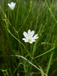 Attēlu rezultāti vaicājumam “Stellaria palustris”