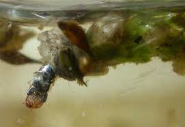 Attēlu rezultāti vaicājumam “Cataclysta lemnata”