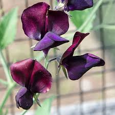 Image result for Lathyrus odoratus
