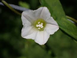 Attēlu rezultāti vaicājumam “Calystegia inflata leaf”