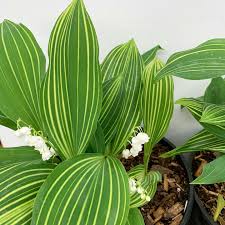 Attēlu rezultāti vaicājumam “Convallaria majalis leaf”