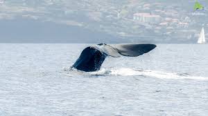 Image result for Physeter macrocephalus