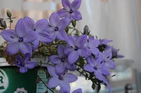 Image result for Campanula isophylla