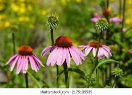 Attēlu rezultāti vaicājumam “Echinacea purpurea bud”