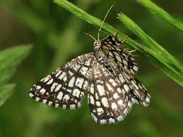 Attēlu rezultāti vaicājumam “Chiasmia clathrata”