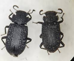 Attēlu rezultāti vaicājumam “Bolitophagus reticulatus”