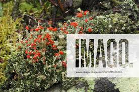 Attēlu rezultāti vaicājumam “Cladonia floerkeana”