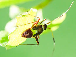 Attēlu rezultāti vaicājumam “Closterotomus biclavatus nymph”