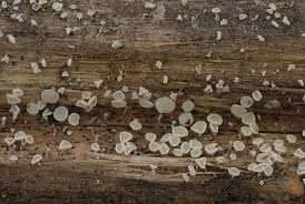 Attēlu rezultāti vaicājumam “Lachnum corticale”