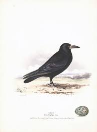 Attēlu rezultāti vaicājumam “Corvus frugilegus”