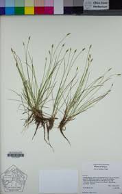 Attēlu rezultāti vaicājumam “Carex loliacea leaf”