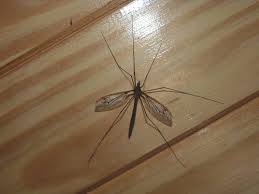 Attēlu rezultāti vaicājumam “Tipulidae male”