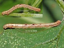 Attēlu rezultāti vaicājumam “Alcis repandata”