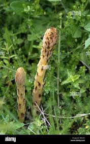 Attēlu rezultāti vaicājumam “Orobanche elatior bud”