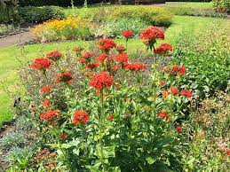 Attēlu rezultāti vaicājumam “Silene chalcedonica fruit”