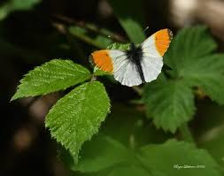 Attēlu rezultāti vaicājumam “Anthocharis cardamines male”
