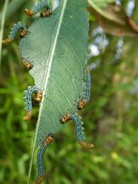 Attēlu rezultāti vaicājumam “Nematus salicis larva”