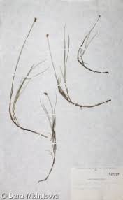 Attēlu rezultāti vaicājumam “Carex chordorrhiza”