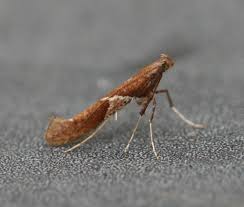 Attēlu rezultāti vaicājumam “Caloptilia stigmatella”