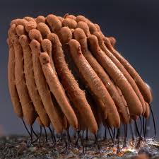 Attēlu rezultāti vaicājumam “Stemonitopsis amoena”