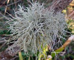 Attēlu rezultāti vaicājumam “Ramalina farinacea”
