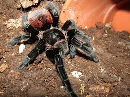 Attēlu rezultāti vaicājumam “Polypogon tentacularius male”
