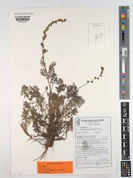 Image result for Artemisia gmelinii