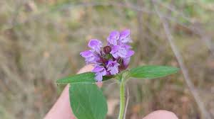 Attēlu rezultāti vaicājumam “Prunella vulgaris flower”