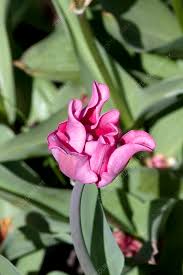 Attēlu rezultāti vaicājumam “Tulipa gesneriana”