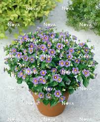 Image result for Exacum affine