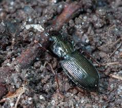 Attēlu rezultāti vaicājumam “Pterostichus oblongopunctatus”