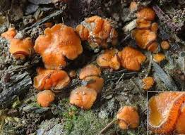 Attēlu rezultāti vaicājumam “Melastiza chateri”