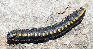 Attēlu rezultāti vaicājumam “Cucullia lucifuga larva”