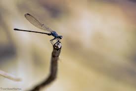 Attēlu rezultāti vaicājumam “Enallagma cyathigerum male”