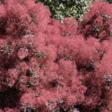 Attēlu rezultāti vaicājumam “Cotinus coggygria flower”