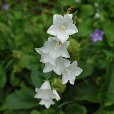 Attēlu rezultāti vaicājumam “Campanula persicifolia flower”