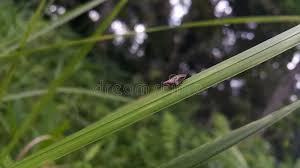 Attēlu rezultāti vaicājumam “Aphrophora alni imago”