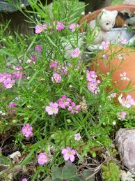 Attēlu rezultāti vaicājumam “Gypsophila muralis fruit”