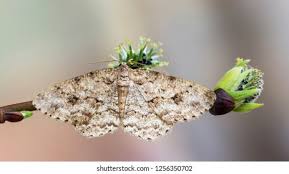 Attēlu rezultāti vaicājumam “Ectropis crepuscularia”