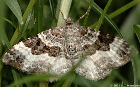 Attēlu rezultāti vaicājumam “Epirrhoe tristata imago”