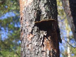 Attēlu rezultāti vaicājumam “Phellinus pini”