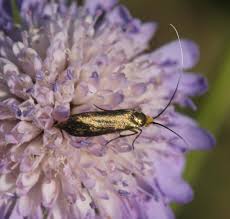 Attēlu rezultāti vaicājumam “Nemophora metallica”