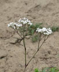 Attēlu rezultāti vaicājumam “Gypsophila fastigiata flower”