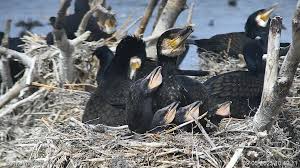Attēlu rezultāti vaicājumam “Phalacrocorax carbo nest”