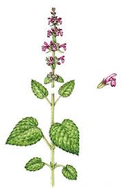 Attēlu rezultāti vaicājumam “Stachys sylvatica”
