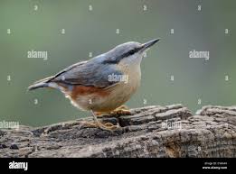 Attēlu rezultāti vaicājumam “Sitta europaea”