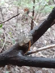 Attēlu rezultāti vaicājumam “Myxarium nucleatum”