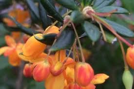 Attēlu rezultāti vaicājumam “Berberidaceae”