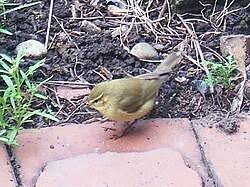 Attēlu rezultāti vaicājumam “Phylloscopus collybita adult”
