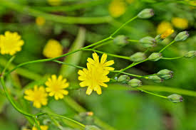 Attēlu rezultāti vaicājumam “Lapsana communis flower”